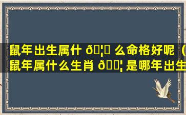 鼠年出生属什 🦉 么命格好呢（鼠年属什么生肖 🐦 是哪年出生的）